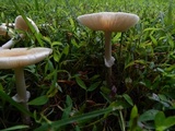 Amanita multisquamosa image