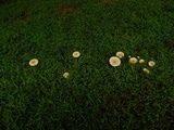 Amanita multisquamosa image