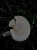 Lentinus scleropus image