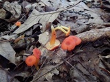 Hygrocybe miniata image
