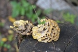 Thelephora vialis image