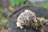 Thelephora vialis image