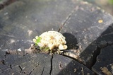 Thelephora vialis image
