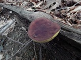 Boletellus chrysenteroides image