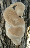 Ganoderma polychromum image