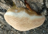 Ganoderma polychromum image