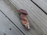 Tylopilus violatinctus image