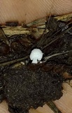Coprinopsis friesii image