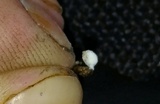 Coprinopsis friesii image
