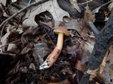 Aureoboletus auriporus image
