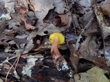 Aureoboletus auriporus image