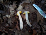 Aureoboletus auriporus image