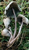 Leucocoprinus cepistipes image