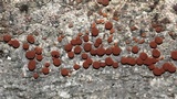 Hypoxylon fragiforme image