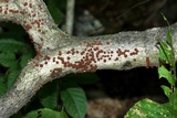 Hypoxylon fragiforme image