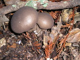 Lycoperdon umbrinum image