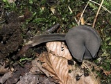 Helvella pezizoides image