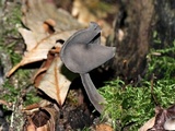 Helvella pezizoides image
