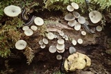 Tatraea macrospora image