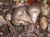 Lycoperdon umbrinum image