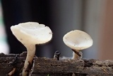 Tatraea macrospora image