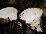 Lycoperdon umbrinum image