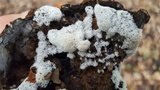 Ceratiomyxa fruticulosa var. fruticulosa image