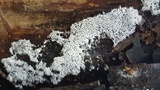 Ceratiomyxa fruticulosa var. fruticulosa image