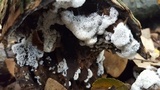 Ceratiomyxa fruticulosa var. fruticulosa image