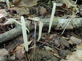 Clavaria acuta image