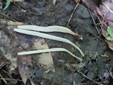 Clavaria acuta image