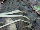 Clavaria acuta image