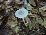 Amanita sect. Vaginatae image