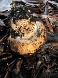 Agaricus lilaceps image