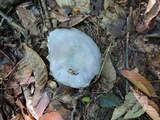 Russula ionochlora image