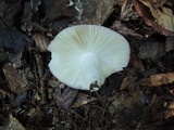 Russula ionochlora image