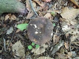 Russula grisea image