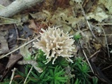 Tremellodendropsis semivestitum image