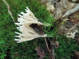 Tremellodendropsis semivestitum image