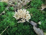Tremellodendropsis semivestitum image