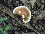 Ganoderma sessile image