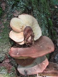Tapinella atrotomentosa image