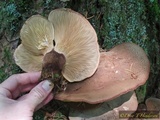 Tapinella atrotomentosa image
