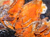 Hypomyces aurantius image