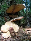 Tapinella atrotomentosa image