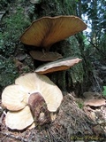 Tapinella atrotomentosa image