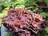 Ciboria rufofusca image