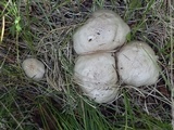 Pluteus brunneidiscus image