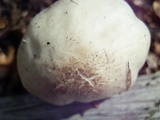 Pluteus brunneidiscus image