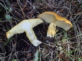 Floccularia albolanaripes image